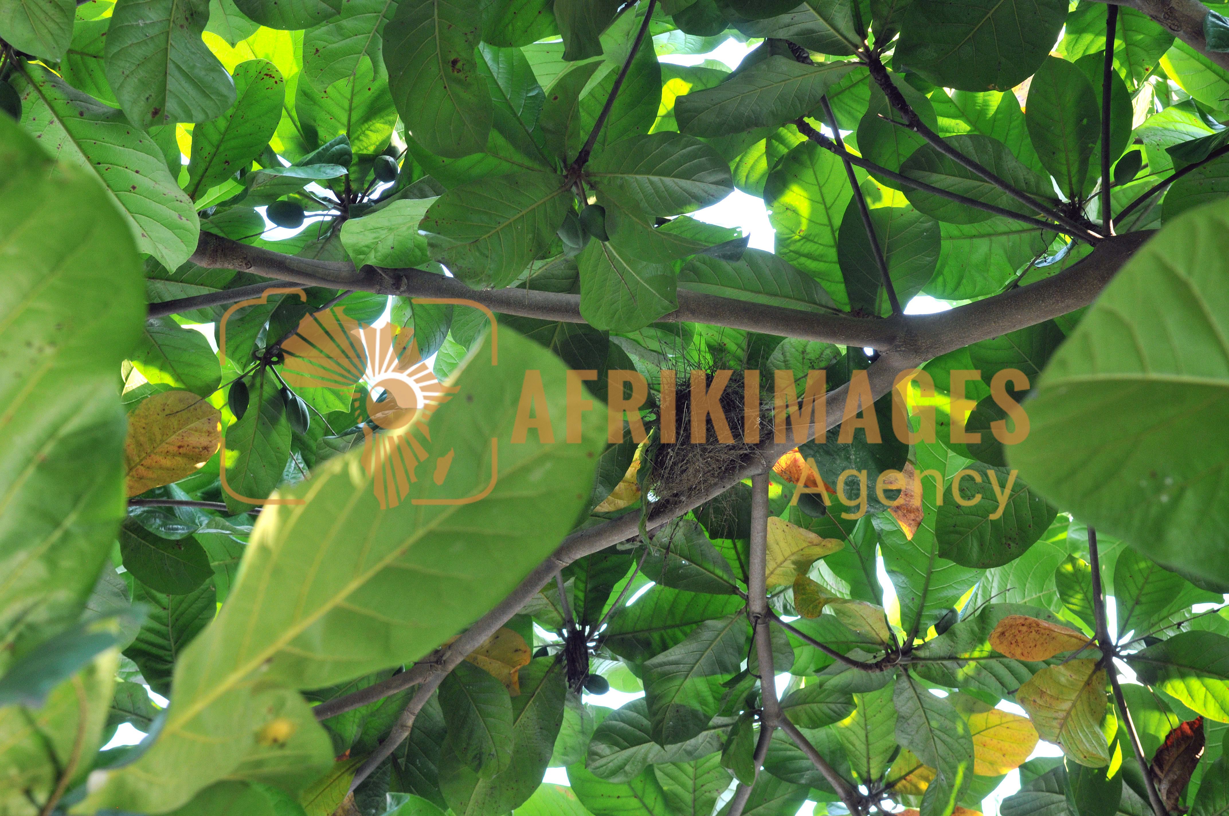 Afrikimages flore du gabon