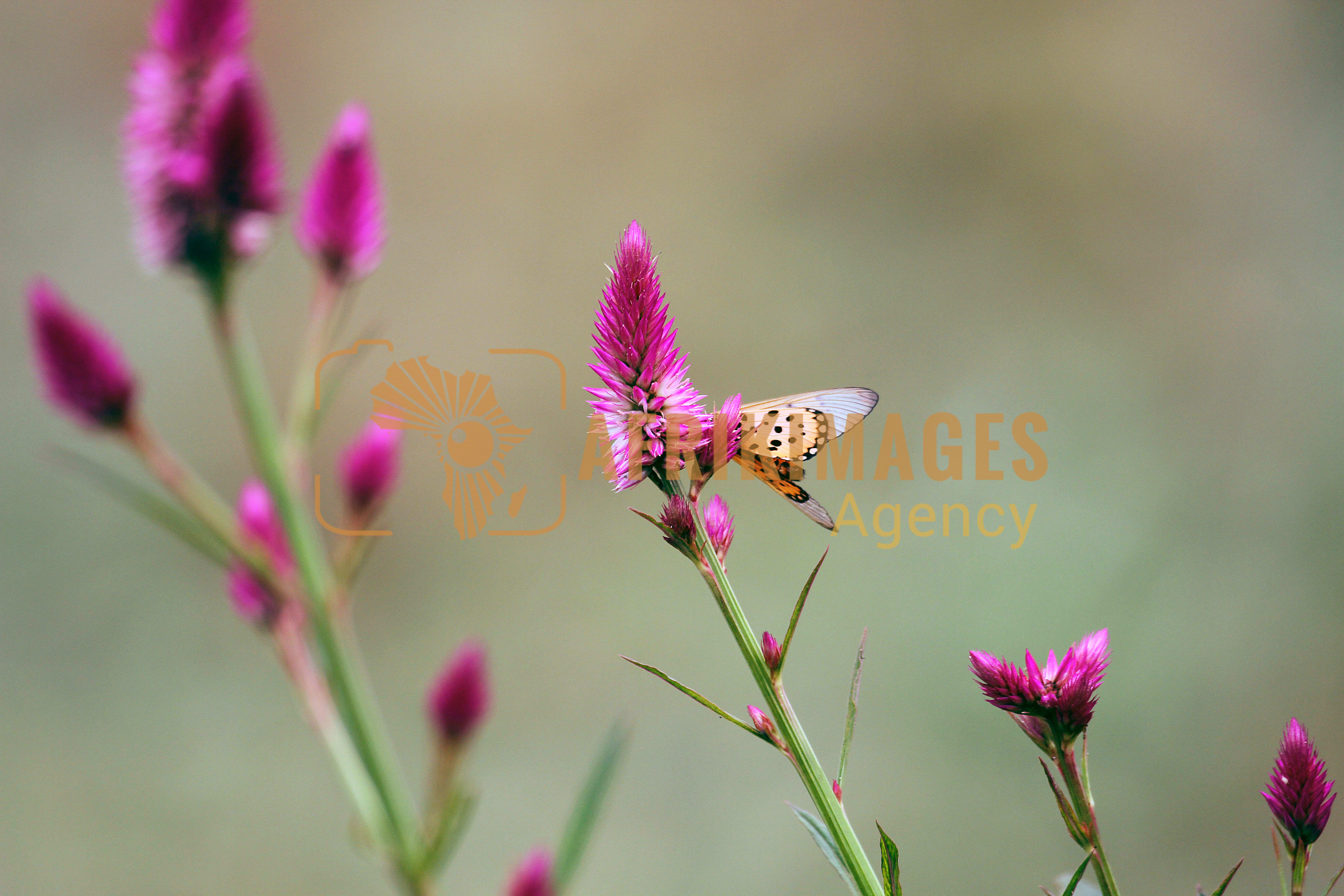 Afrikimages flore du gabon