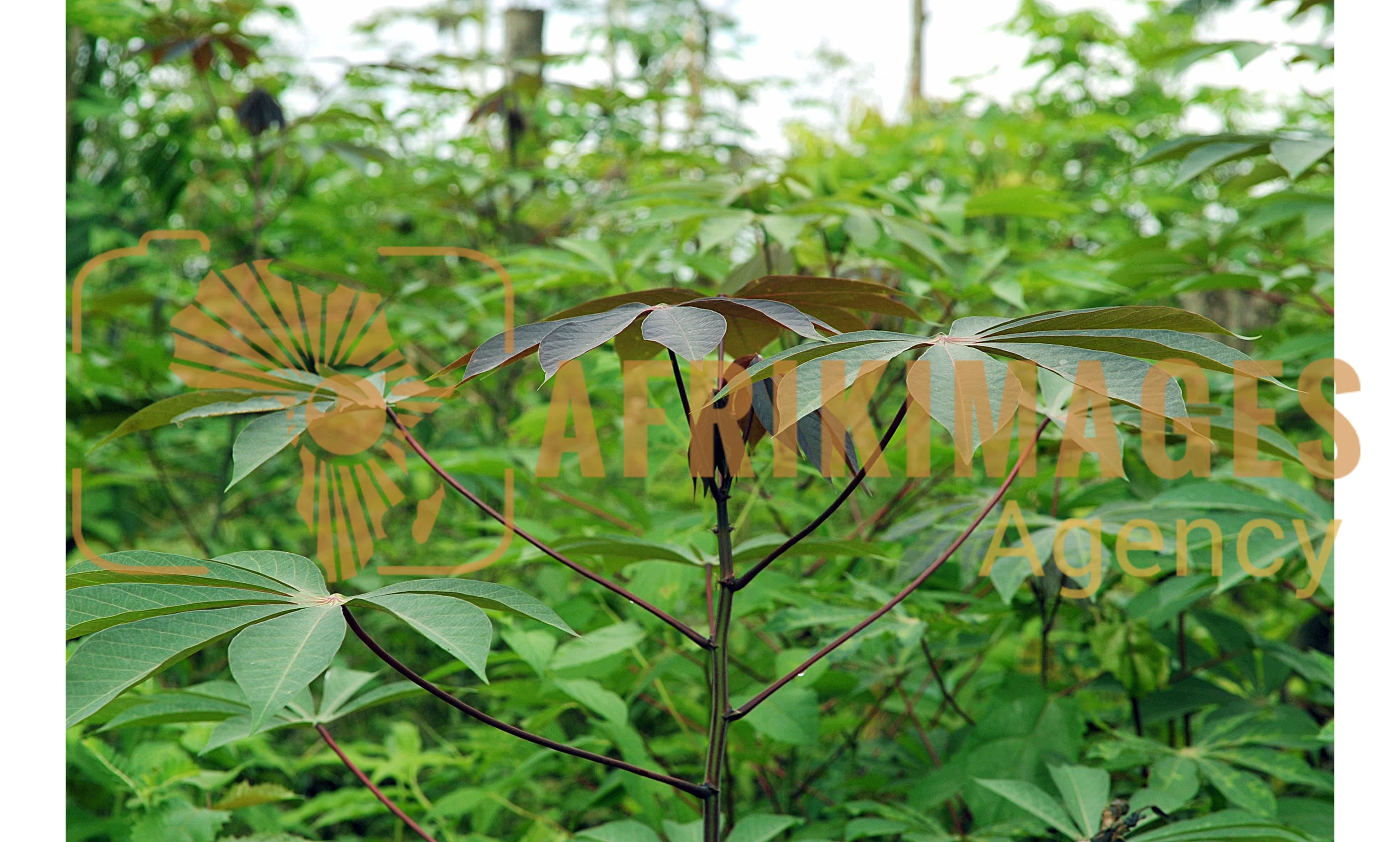 Afrikimages flore du gabon