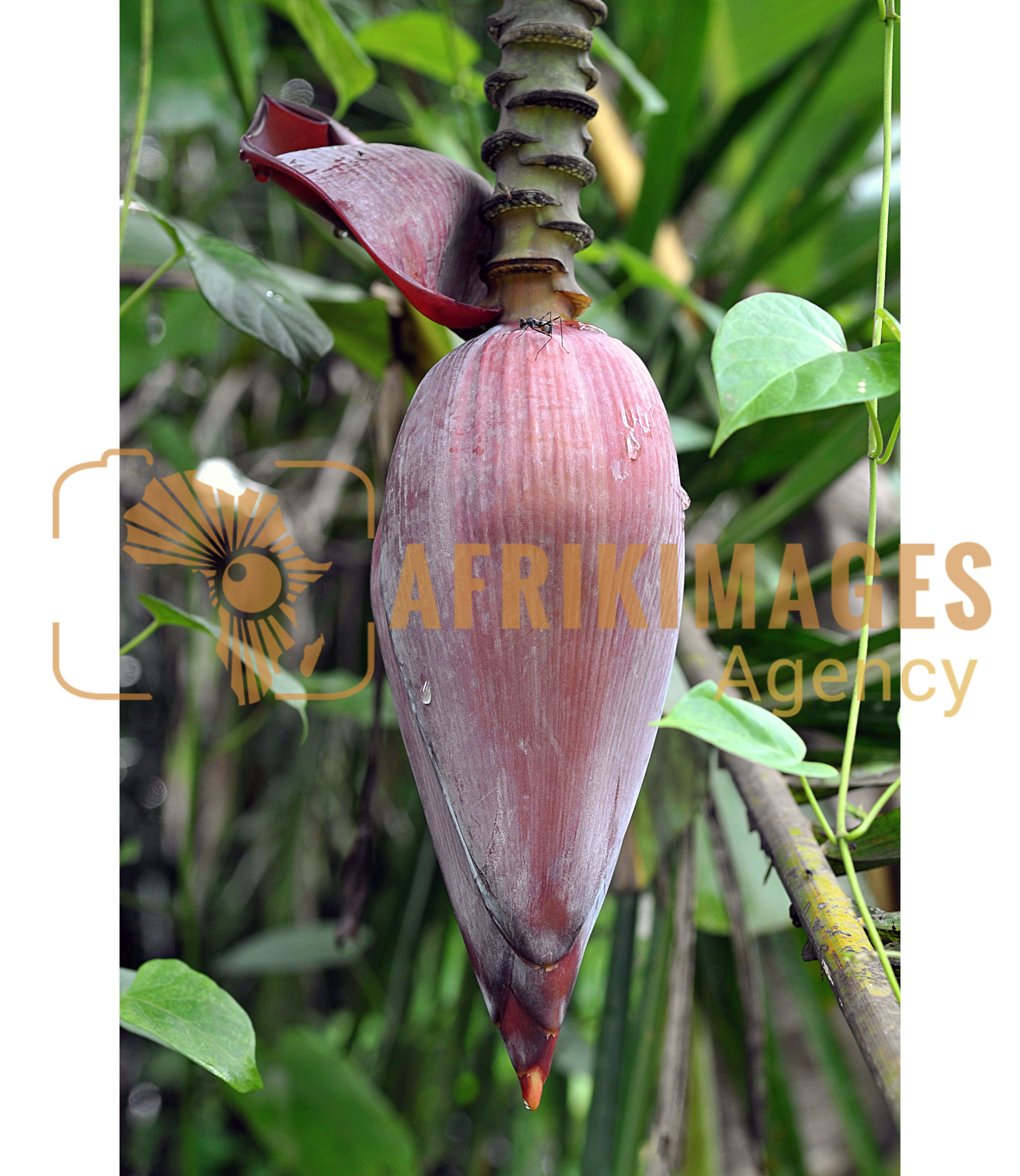 Afrikimages flore du gabon