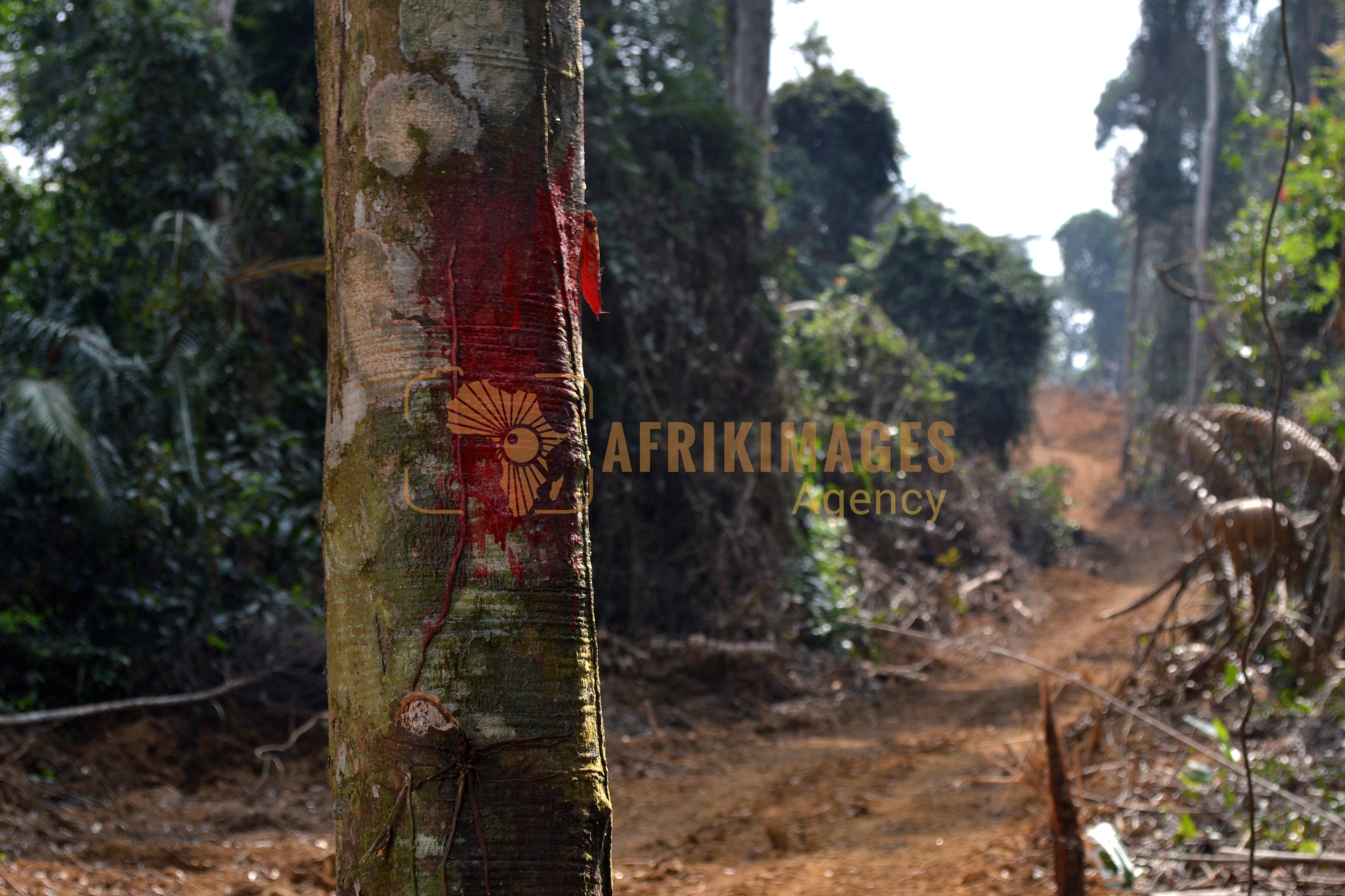 agriculture au gabon