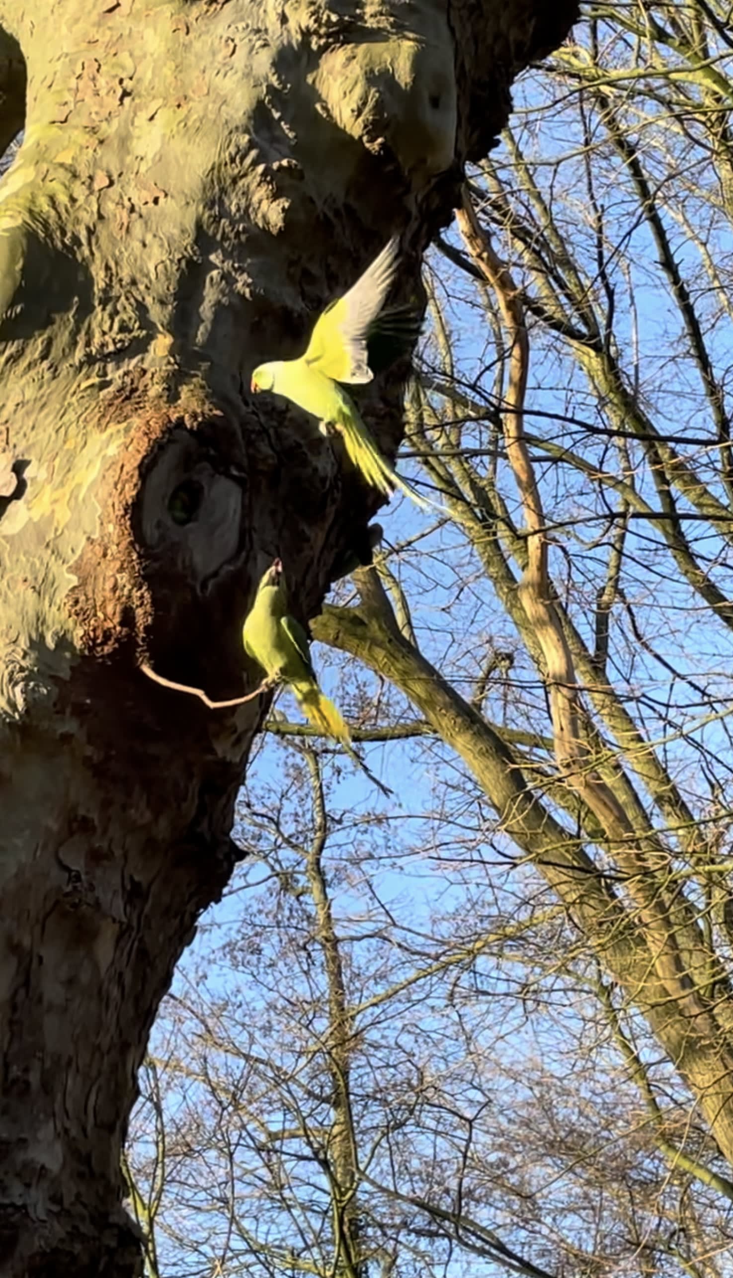 🌿 Hoe Papegaaienpoep Je Tuin Beïnvloedt – Het Volledige Verhaal 🌿