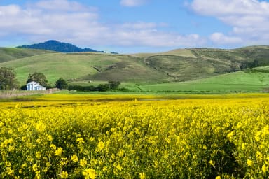 Wild mustard, the ubiquitous yellow flowers seen around the coast