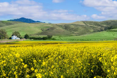 Wild mustard, the ubiquitous yellow flowers seen around the coast