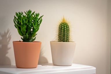Décoration d'ambiance