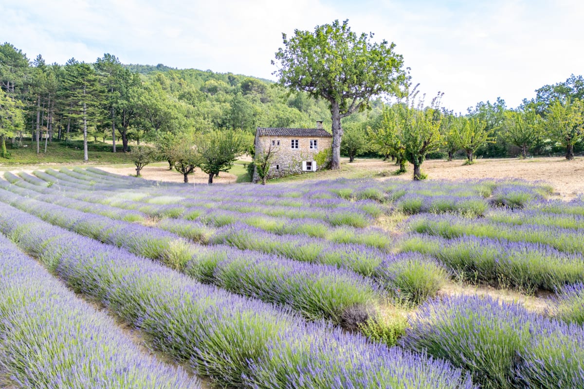  Maison Bastide de l'Esclat - Champs de Lavandes & Piscine