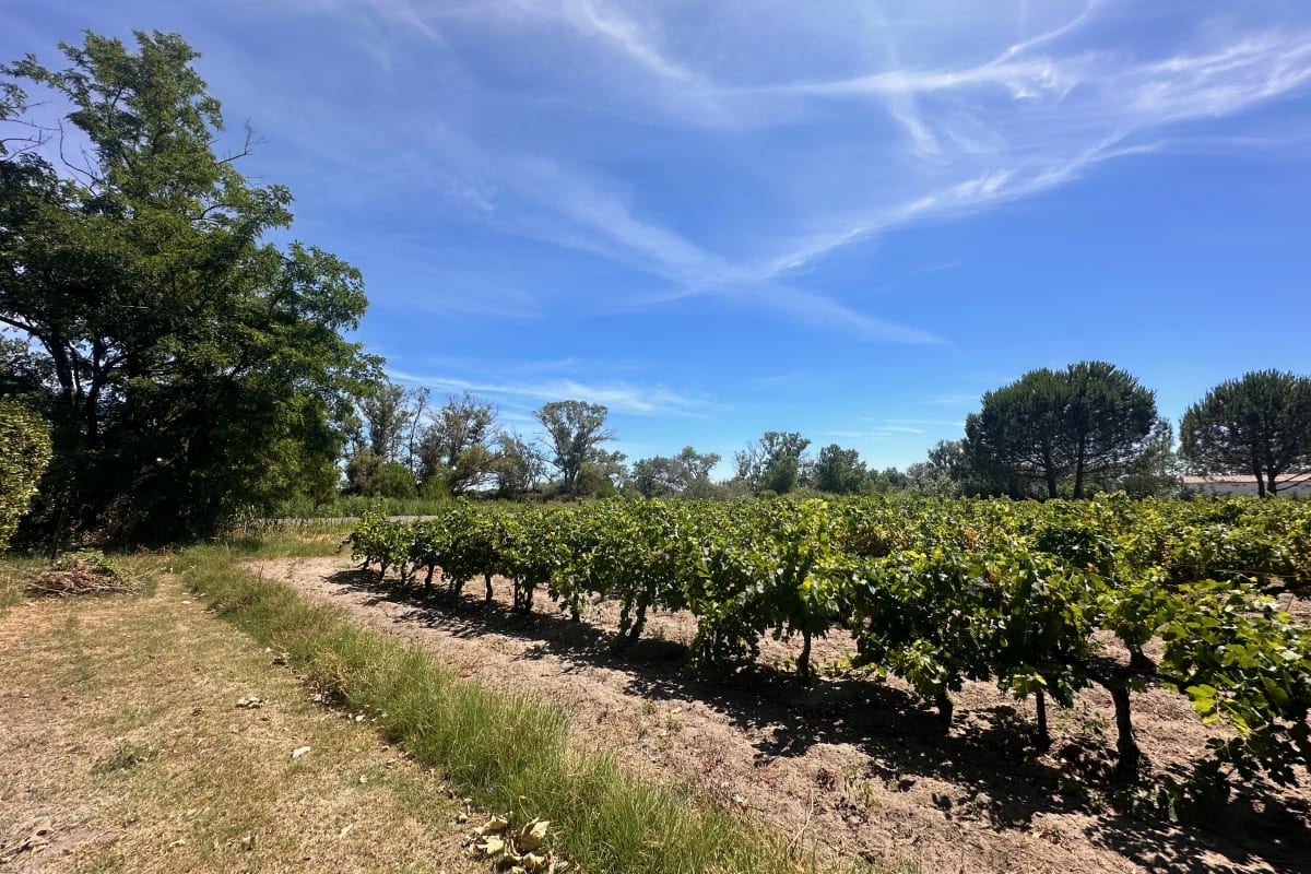 Immobilier Gîte de la Cave – Charme provençal avec jardin à Aigues-Mortes  