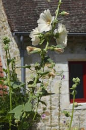 Les roses trémières du jardinet