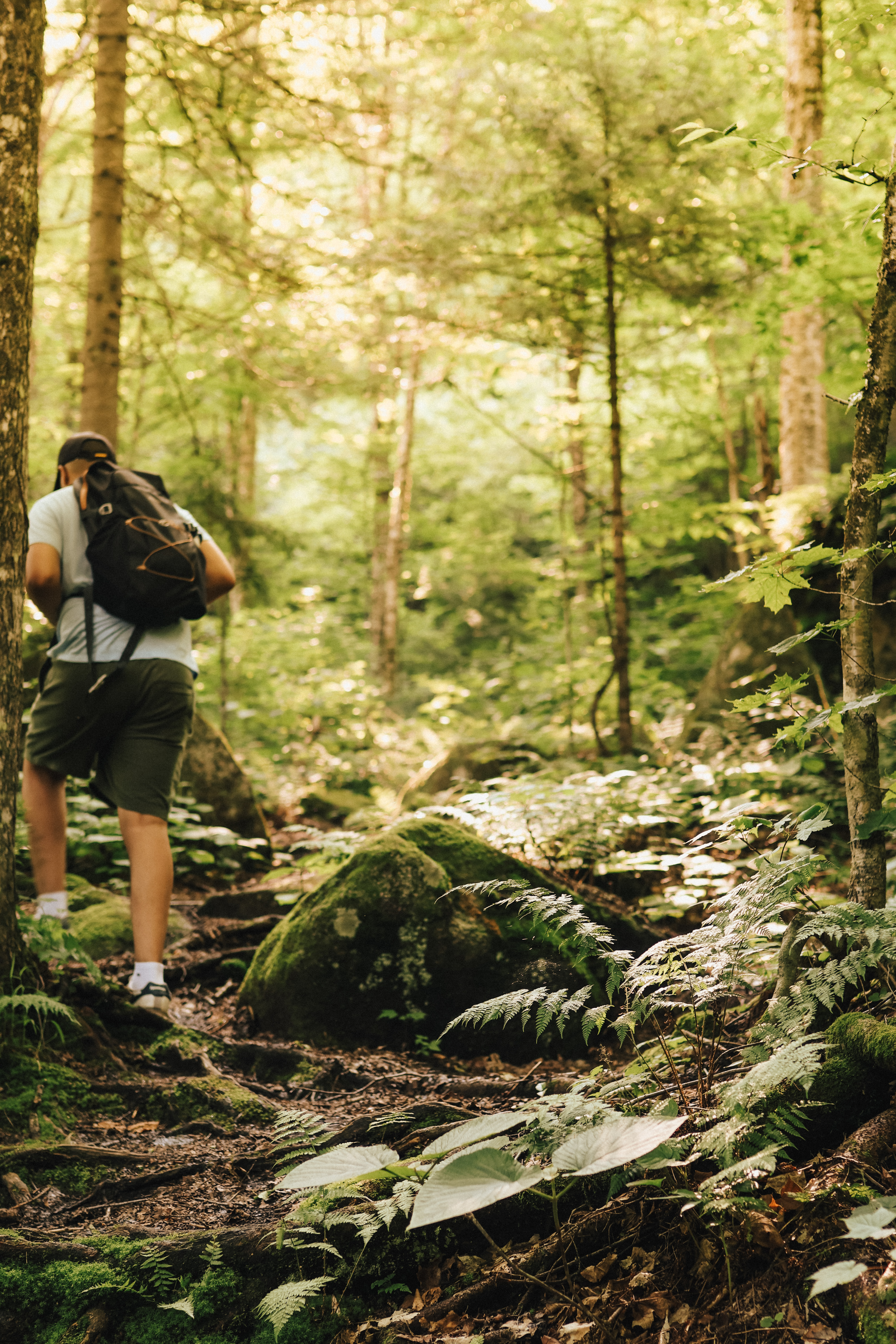 Refuge perché dans les arbres aux Refuges Perchés