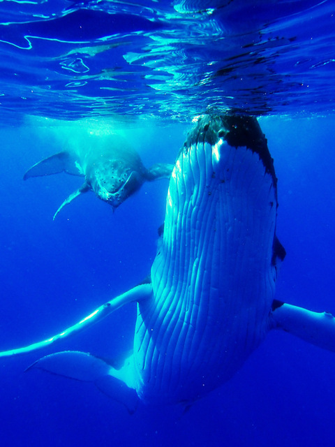 Baleine et son petit dans les eaux polynésiennes