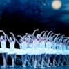 ENB's Swan Lake on tour