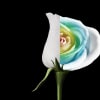Mozart’s Requiem