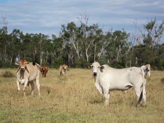 'Seloh Nolem' Valkyrie QLD 4742 - Image 3