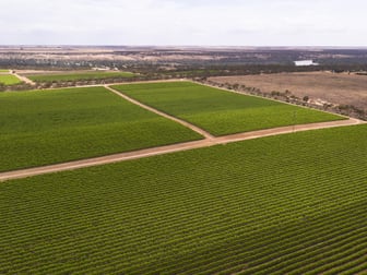 Glen Devlin Vineyard 13922 Goyder Highway Devlins Pound SA 5330 - Image 1