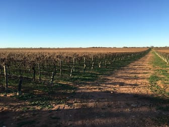 Glen Devlin Vineyard 13922 Goyder Highway Devlins Pound SA 5330 - Image 2