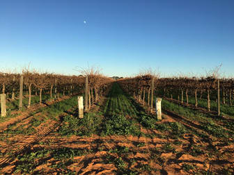 Glen Devlin Vineyard 13922 Goyder Highway Devlins Pound SA 5330 - Image 3