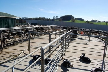 Click to view all images 99 Lottah Rd Natone TAS 7321 - Image 3