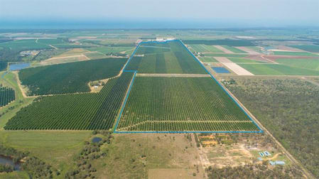 Macadamia Aggregation Winfield Road Bundaberg North QLD 4670 - Image 1