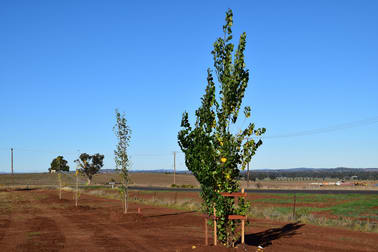 'Sheraton View' Sheraton Road Dubbo NSW 2830 - Image 1