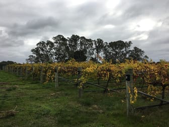 Thompson Vineyard Old Comaum Road Coonawarra SA 5263 - Image 3