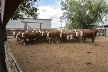 Gayndah Cattle Country/232 Pile Gully Road Pile Gully QLD 4625 - Image 3