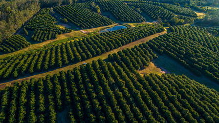 Danesh Macadamia Farm 70 Aural Vale Road North Deep Creek QLD 4570 - Image 1