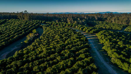 Danesh Macadamia Farm 70 Aural Vale Road North Deep Creek QLD 4570 - Image 2