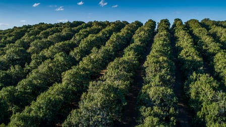 Danesh Macadamia Farm 70 Aural Vale Road North Deep Creek QLD 4570 - Image 3