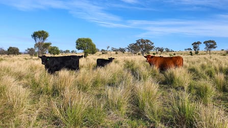 6858 Warialda Road Yetman NSW 2410 - Image 1