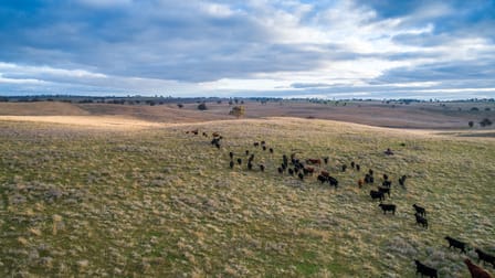 1973 Euchareena Road Molong NSW 2866 - Image 2