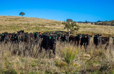 1973 Euchareena Road Molong NSW 2866 - Image 3