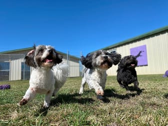 Doggy Daycare Centre Wollongong NSW 2500 - Image 1