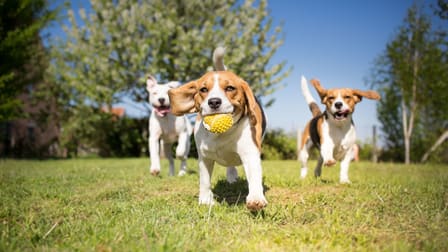 Doggy Daycare Centre Wollongong NSW 2500 - Image 3