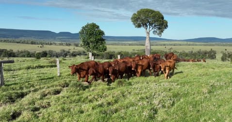 Click to view all images 1477 Womblebank Gap Road Injune QLD 4454 - Image 1