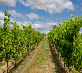 14 Brownwood Estate Road Campania TAS 7026 - Image 1