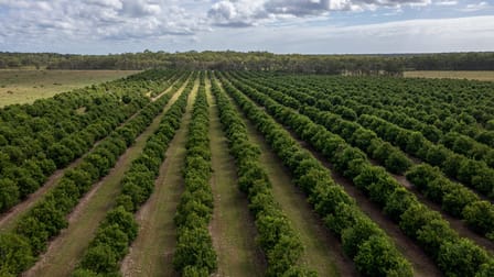 239 North Littabella Road Mullett Creek QLD 4670 - Image 2