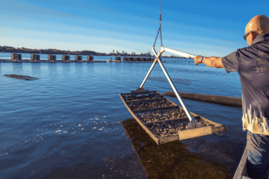 'Ralston Oysters' Godwin Island Wallis Lake NSW 2428 - Image 3