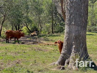 388 Swan Gully Road Bromelton QLD 4285 - Image 3