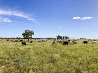 2369 Eureka Plains Road Enngonia NSW 2840 - Image 2
