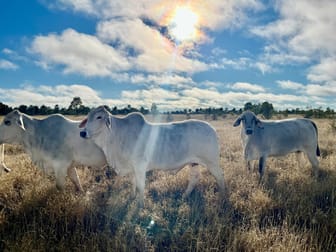 Click to view all images 5812 Bollon Road Mungallala South QLD 4467 - Image 3