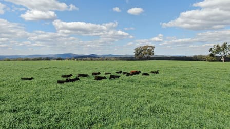 11 Rosehill Road Rocky Creek NSW 2371 - Image 2