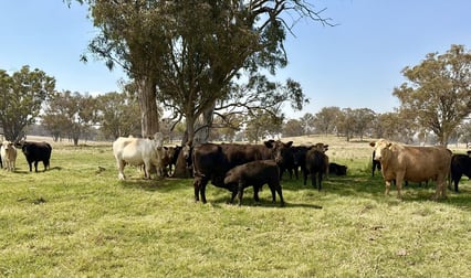 2200 Ashford Road Bukkulla NSW 2360 - Image 2