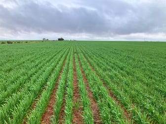 Lot 504 Dowerin-Koorda Road Booralaming WA 6475 - Image 2