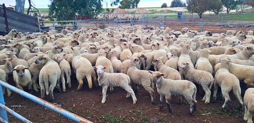 Click to view all images 3136 Billericay Road East Karlgarin WA 6358 - Image 1