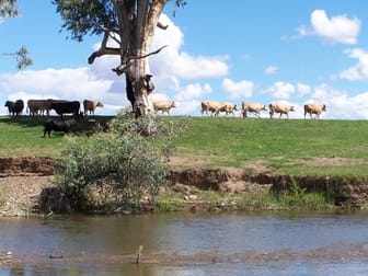 171 Lower Somerton Road Attunga NSW 2345 - Image 1