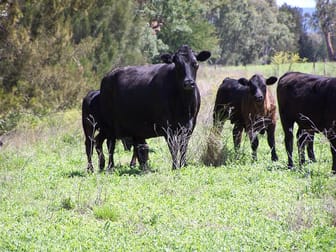 171 Lower Somerton Road Attunga NSW 2345 - Image 3