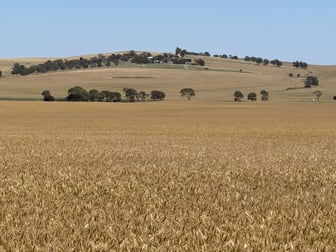 663 Marola Road Brinkworth SA 5464 - Image 2