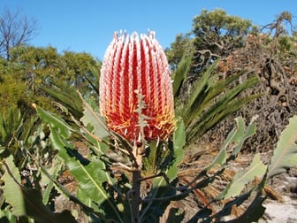 Click to view all images Lot 510 Cockleshell Gully Road Jurien Bay WA 6516 - Image 2