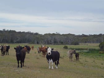 1198 Cullulla Road Tarago NSW 2580 - Image 3