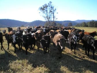 Click to view all images 116 Mollydale Road Tyringham NSW 2453 - Image 2